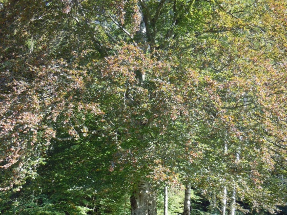 Blutbuche Weißenbach