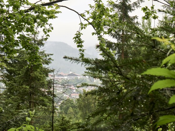 Auf dem Weg zum Kronberg