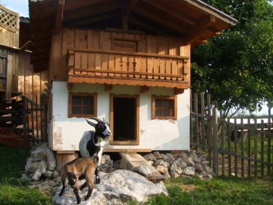 Auch die Ziegen fühlen sich wohl auf der Inzeller Kesselalm