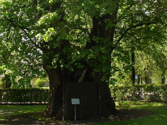1000jaehrigeLinde St. Georgen
