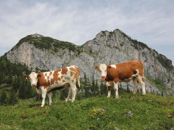 Blick zur Ross- und Buchstein