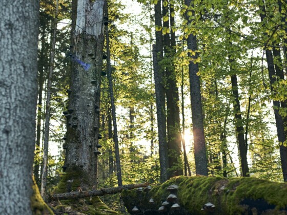 Wanderung