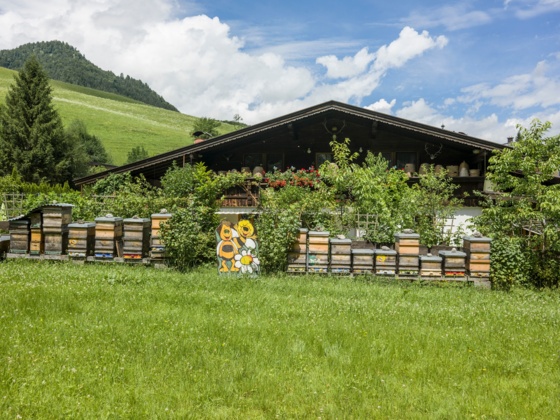 Bienen Bienenalm Thiersee Themenweg
