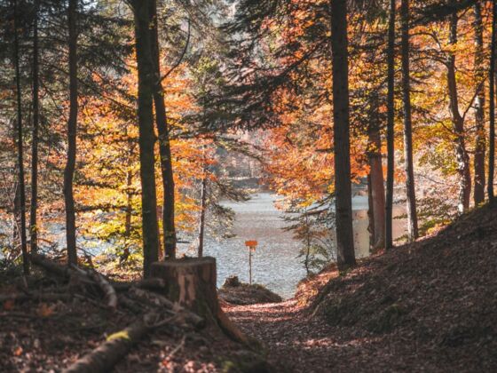 Hechtsee Herbst