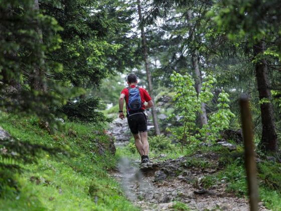 Trail durch den Wald