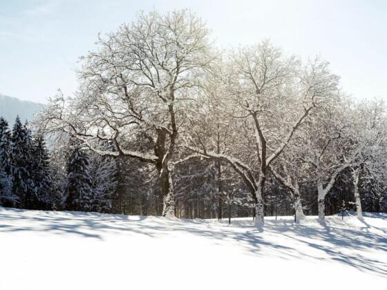 Winter Wandern Winterwandern Schnee