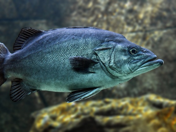 fish-3322230_1920