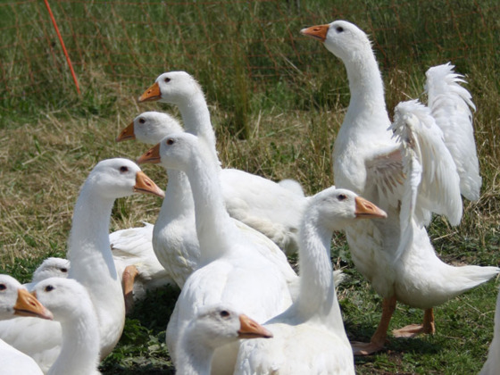 Geflügelhof Schweighofer