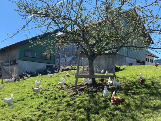 Biobauernhof Vorderstrasser