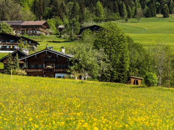 Going_Wiese, Feld, Landschaft_Wilder Kaiser
