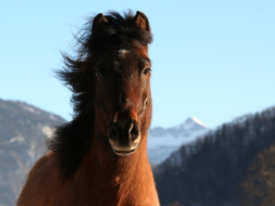 Reitanlage Gut Wildenstein