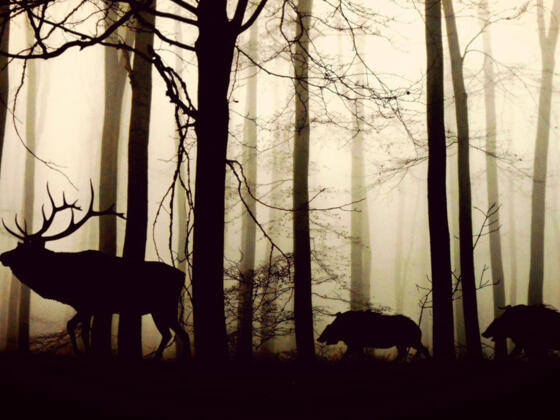 Wildschweine und Hirsch