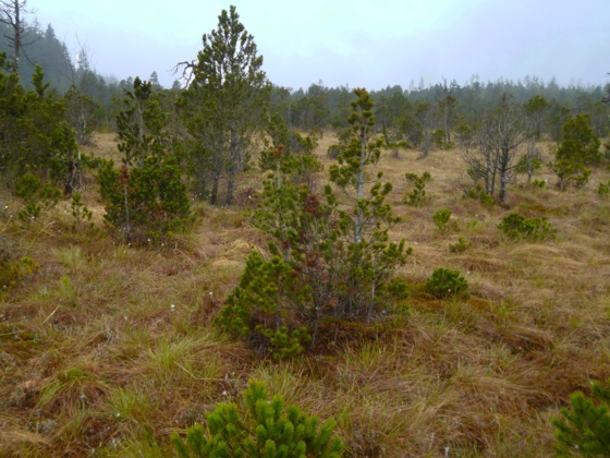 Das idyllische Wiesfilz westlich der Wieskirche.