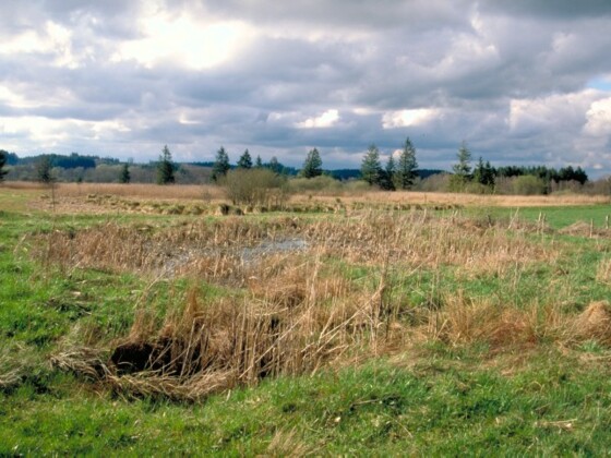 Hundsmoor
