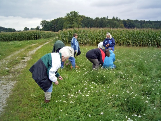 Wildkräuterführung Gisela Hafemeyer