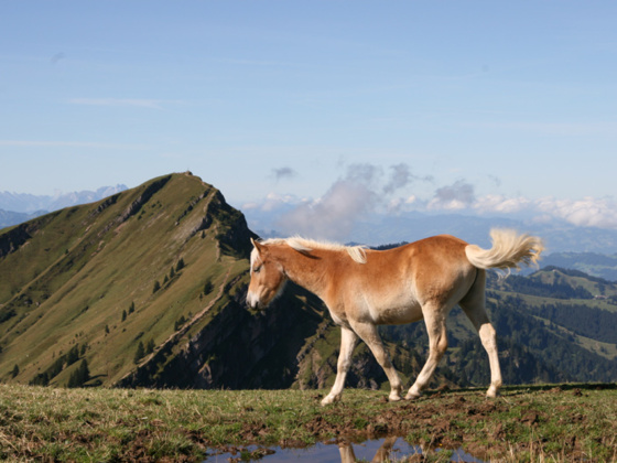 Pferd nahe Rindalphorn