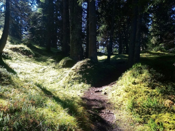 Der Waldrücken ist erreicht