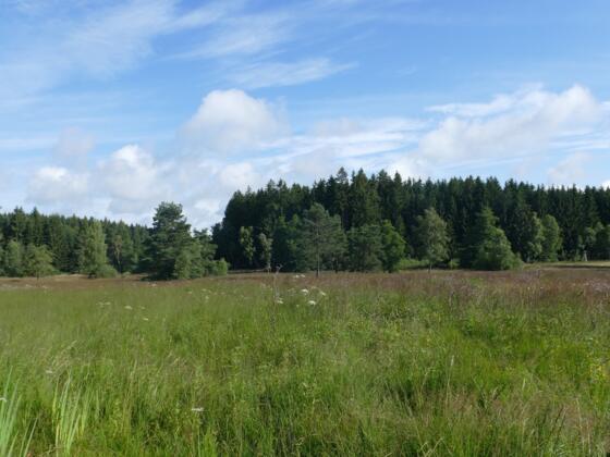 Das Brandmoos ist ein Quell- und Niedermoor