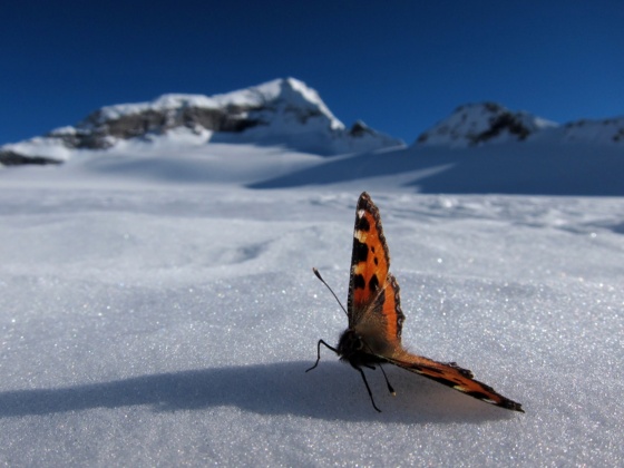 Schmetterling am Stampflkees.