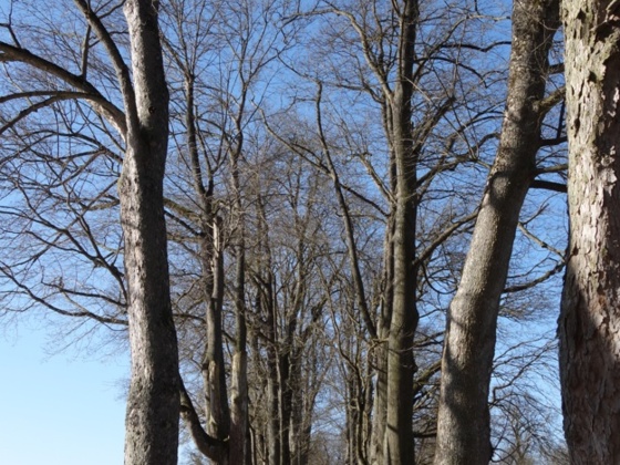 Allee beim Prüfeninger Schloss