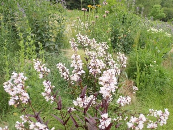 Botanischer Garten