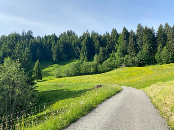 Entlang von Blumenwiesen von Lingenau nach Schetteregg
