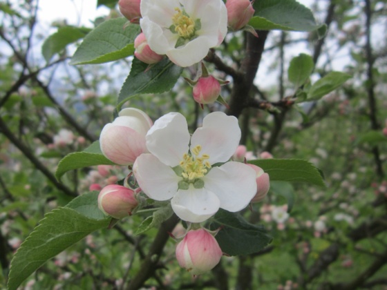Apfelblüte in Bad Goisern am Hallstättersee