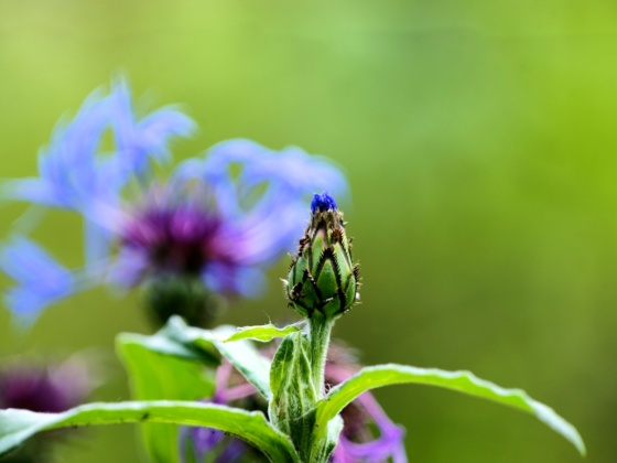 Blumenknospe