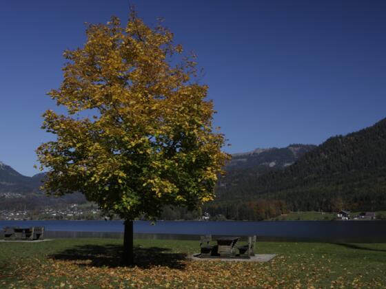 Roadhouse Gosaumühle - Die Hütte am See