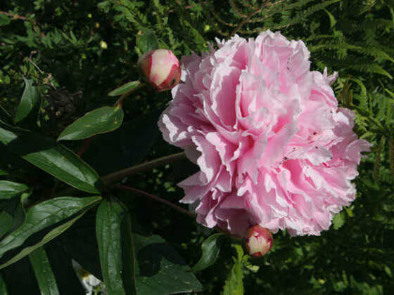 Haus Schrofenblick Bild für Fotogalerie