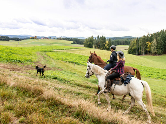 Wanderreiten im Pferdereich Mühlviertler Alm