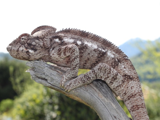 Reptilienzoo Allgäu Leguan