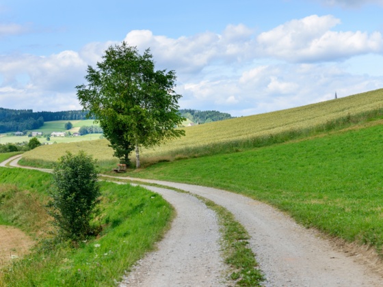 S23_Sternbloß Runde_HelgaBaier