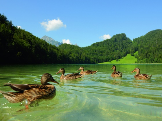Enten auf dem Alatsee