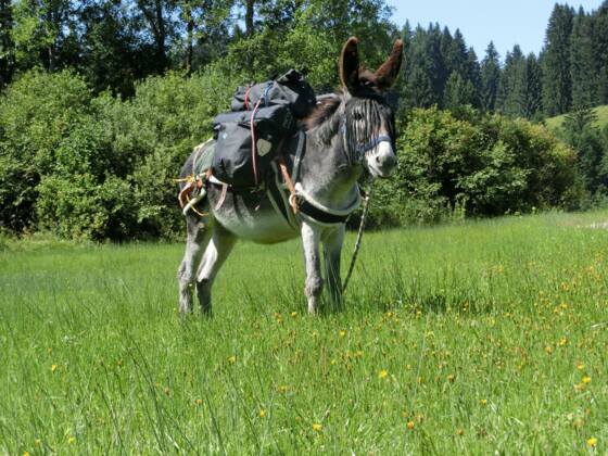 Zusammen mit Paolo und Pepito haben Groß und Klein Spaß an Entdeckungstouren rund um Böbing