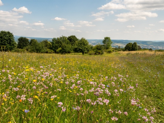Blumenwiesen am Sodenberg