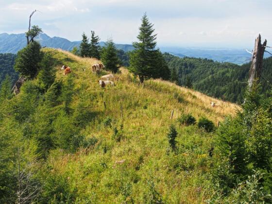 Schneeberg
