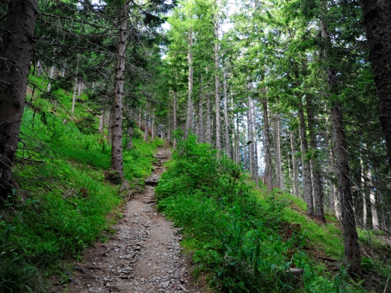 Kühle Luft und frischer Wald-Duft umgeben uns.