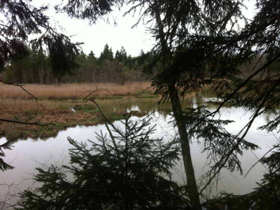 Weiher bei der Ammer
