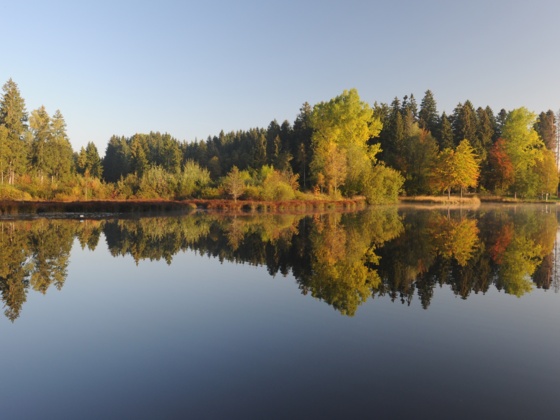 Waldsee