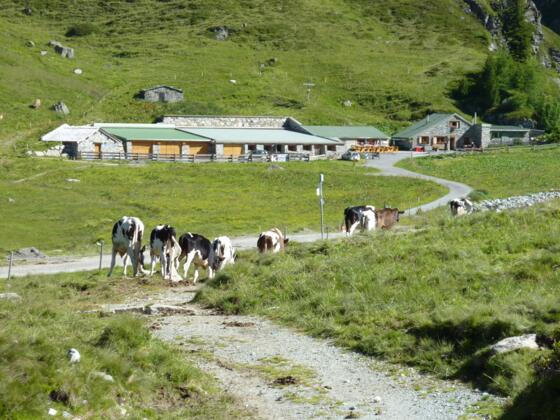 Alpe Verbella