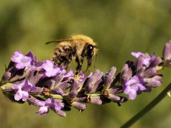 Lehr- und Erlebnisgarten