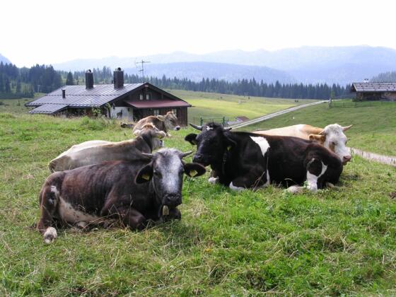 Rast auf der Winklmoosalm.