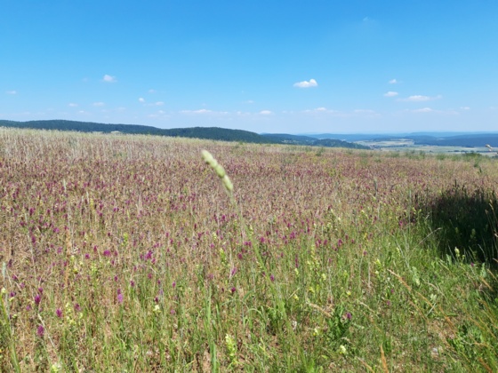 Kalte Buche mit Aussicht, Rhön-Rundweg 2 Oberelsbach_2