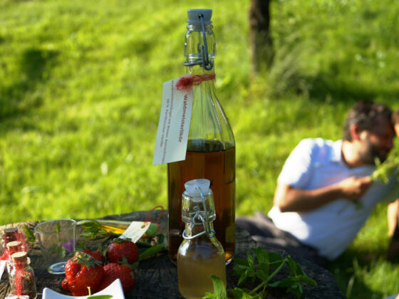 50 shades of green im Naturpark Attersee-Traunsee