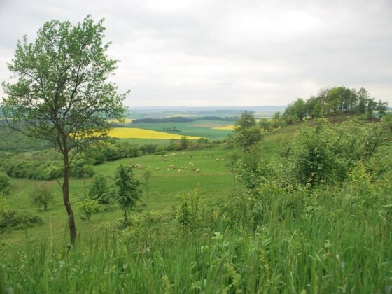 Das Grüne Band am Büchelberg