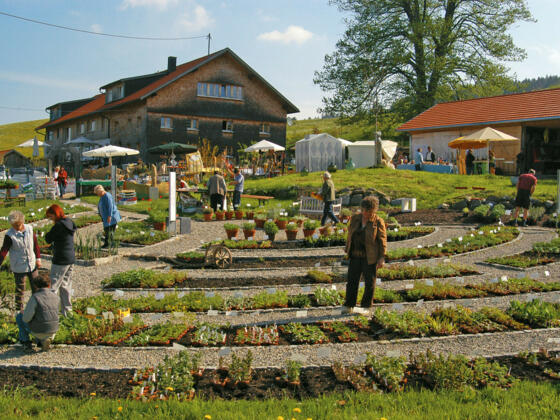 Stiefenhofen Kr utergarten Artemisia2 1