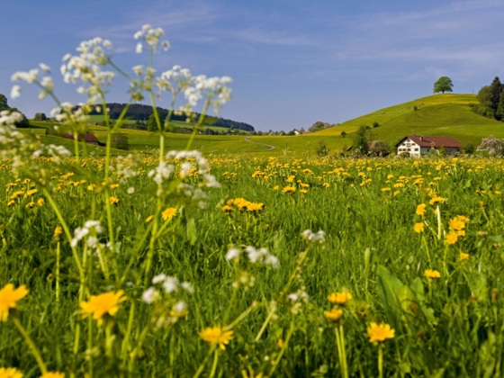 Westallgäuer Idylle