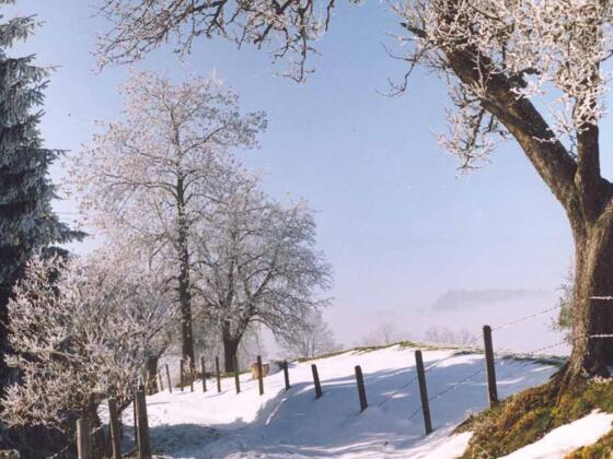 Langlaufloipe Maria Neustift