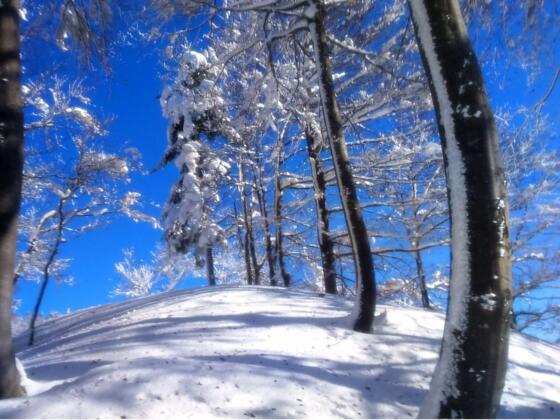 Bewaldeter Gipfel der Kampermauer 1.394m